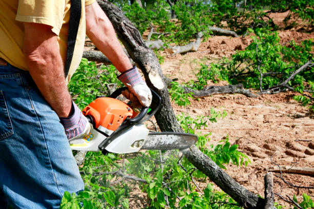 Best Lawn Disease Treatment  in Wabasso Beach, FL
